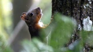 Japanese Squirrel Scurries up a Japanese Walnut Tree [upl. by Brendin]