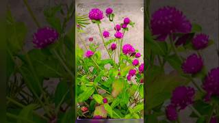 Gomphrena flower all season flower beautiful flower must add to your gardenyoutubeshorts garden [upl. by Torp]