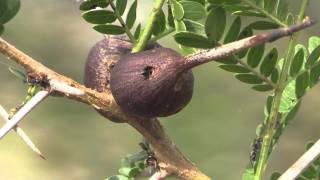 Whistling Thorn with ants Saadani NP Tanzania [upl. by Raines]