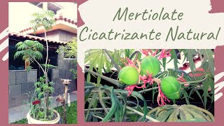 MERTIOLATE  Merthiolate ou Mercúrio Planta Medicinal e Cicatrizante Natural [upl. by Irama]