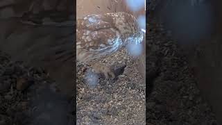 Little owl enters nest box with shrew birds animals wildlife webcams live nature congrats [upl. by Kosse]