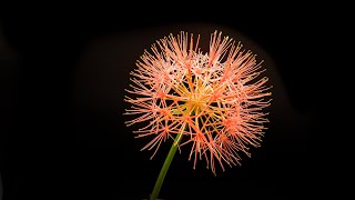 Growing Scadoxus Blood Lily Flower Time Lapse  68 Days in 2 mins [upl. by Nangatrad]