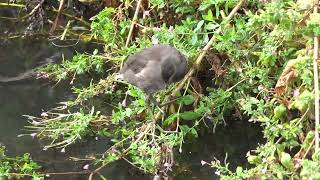 Young Moorhens in willowherb [upl. by Stew]