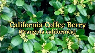 California Coffee Berry  Frangula californica  Drought Tolerant Broadleaf Evergreen [upl. by Atiuqal]