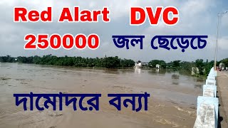 Damodar nodi bonna poristhiti  Damodar River 2024  Dvc water release today 2024  Dvc [upl. by Simonette506]