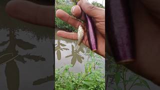 Spot Wader Paling Joss mikrofishing fishing mancingwader [upl. by Nochur]