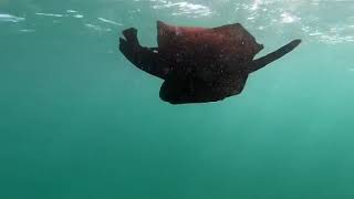 Swimming Sea Hare Perth [upl. by Danae]