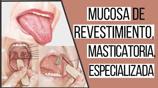 Tipos de mucosas bucales  Odontologia Con Cri [upl. by Gleda]