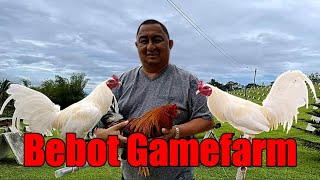 Lets Visit The Farm Of Bebot Gamefarm [upl. by Kathryne]