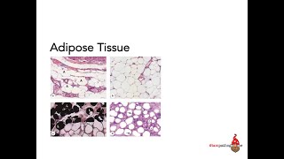 Adipose Tissue [upl. by Adaurd974]