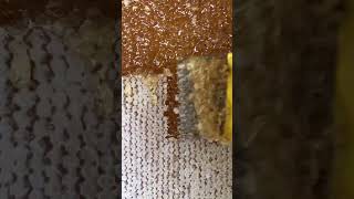 Satisfying Honey Harvesting A Sweet Sound and Sight [upl. by Reiter125]