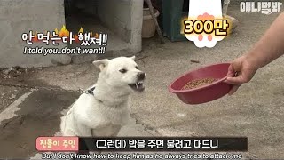 quot전생에 밥이랑 웬수 졌냐 quot백구 진돌이의 안 먹방 “Why arent you eating” Baekgu Jindol’s real food no  mukbang [upl. by Cordi656]