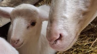 sheep shed shuffle registration amp vacs sheep lambs shepherdess femalefarmer farminginbulgaria [upl. by Alguire413]