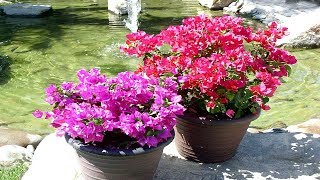 4 Tips To Grow Bougainvillea At Home  Gardening Tips [upl. by Haslam120]