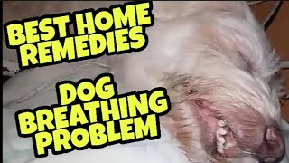 DOG BREATHING PROBLEM home remedies quotMiracles from Heavenquot Luckycharm Dog [upl. by Harutak]