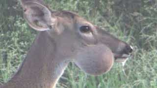 doe with with Swollen Jaw and Cheeks Lumpy Jaw HD 1080p [upl. by Gristede]