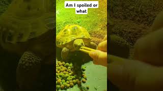 Trunky the Horsefield Tortoise being spoiled veronikakoleva2372 shorts pets eating cute [upl. by Aiken]