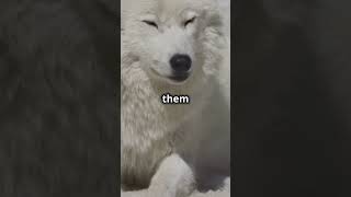 Arctic Wolf A Predator Built To Survive 😮 animals love nature [upl. by Ahsemo]