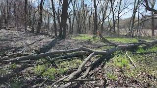 Chickweed silvopasture and a spring [upl. by Hairom215]