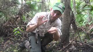 How DANGEROUS is a WATER MOCASSIN  COTTONMOUTH [upl. by Gettings]