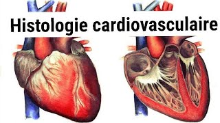 UNITE 1Cardio respiratoireHISTOLOGIE de lappareil cardiovasculaire2éme année médecine [upl. by Ettennaej641]