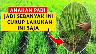 CARA amp TRIK INI BISA BUAT ANAKAN PADI MENINGAT 4050 BATANGRUMPUNNYA [upl. by Melamed]