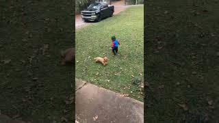 DOG RUNS IN CIRCLES TO MAKE KID DIZZY funny funnyvideo [upl. by Eilyr140]