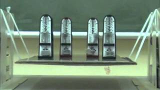 Synchronization of four metronomes on a suspension bridge [upl. by Aztirak]