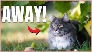 Why It Is SO HARD To Find a MISSING Cat 😱 [upl. by Brant]