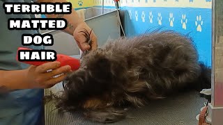 Terrible matted dog hair full shaveDown [upl. by Roby]