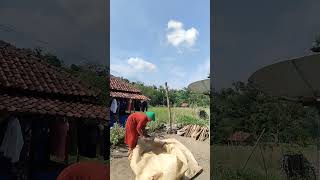 kumpul baraya ngarujak sawah suasanapedesaan kampung sunda [upl. by Manton626]