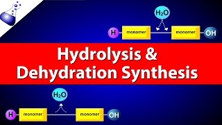 Hydrolysis and Dehydration Synthesis [upl. by Sanborne]