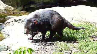 Tasmansk djävul Tasmanian devil at Copenhagen Zoo Sarcophilus harrisii Zoologisk Have København [upl. by Selinski]