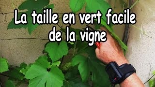 Comment tailler en vert une jeune vigne [upl. by Eneliak638]