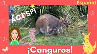 Canguros I Video Educativo para niños y niñas I ACOSPI  Kangaroos in Spanish for kids [upl. by Elkin]