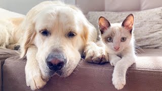 How a Golden Retriever and a Kitten Became Best Friends Compilation [upl. by Amak]