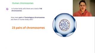 Chromosomes haploid amp diploid [upl. by Ybbil19]