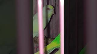 I have rare breed red colour eye 👁️ budgies rare [upl. by Hollis]