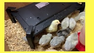 Chicken Heater amp Brooder  A New Heating Plate [upl. by Scevour]