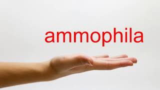 How to Pronounce ammophila  American English [upl. by Panchito569]