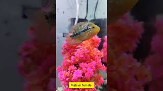 Can you please explain my SRD floran male or femalefloran fish flowerhorn srdflowerhorn [upl. by Aneed]