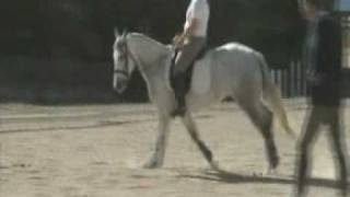 Grey Quarter Horse Dressage Mare [upl. by Agnese]