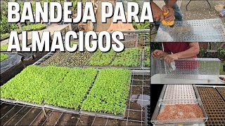 Como hacer bandeja para ALMACIGAR cilantro rápidamente PASO A PASO [upl. by Leeda]