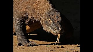 Komodo dragon Reptiles Komodo monitor  monitor lizardinvertebrates birds and mammals [upl. by Lazaruk111]