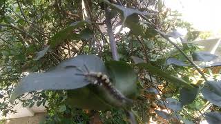 Rusty tussock moth caterpillar Orgyia antiqua [upl. by Win]