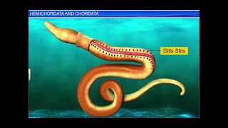 CBSE Class 11 Biology  Hemichordata and Chordata  By Shiksha House [upl. by Seve]