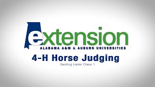 4H Horse Judging Gelding Halter Class 1 [upl. by Prudhoe415]