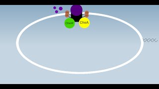 Chemotaxis Simplified [upl. by Ymaj]