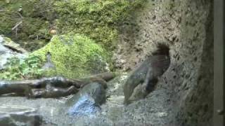 River otter Video news release [upl. by Eva395]