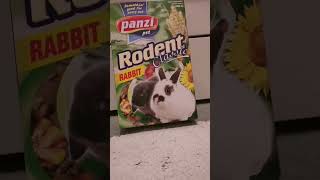 Bakik😂 bunny funnyvideo [upl. by Maud165]